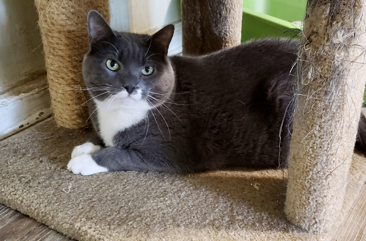 Gray, an adoptable Domestic Short Hair in Penndel, PA, 19047 | Photo Image 3