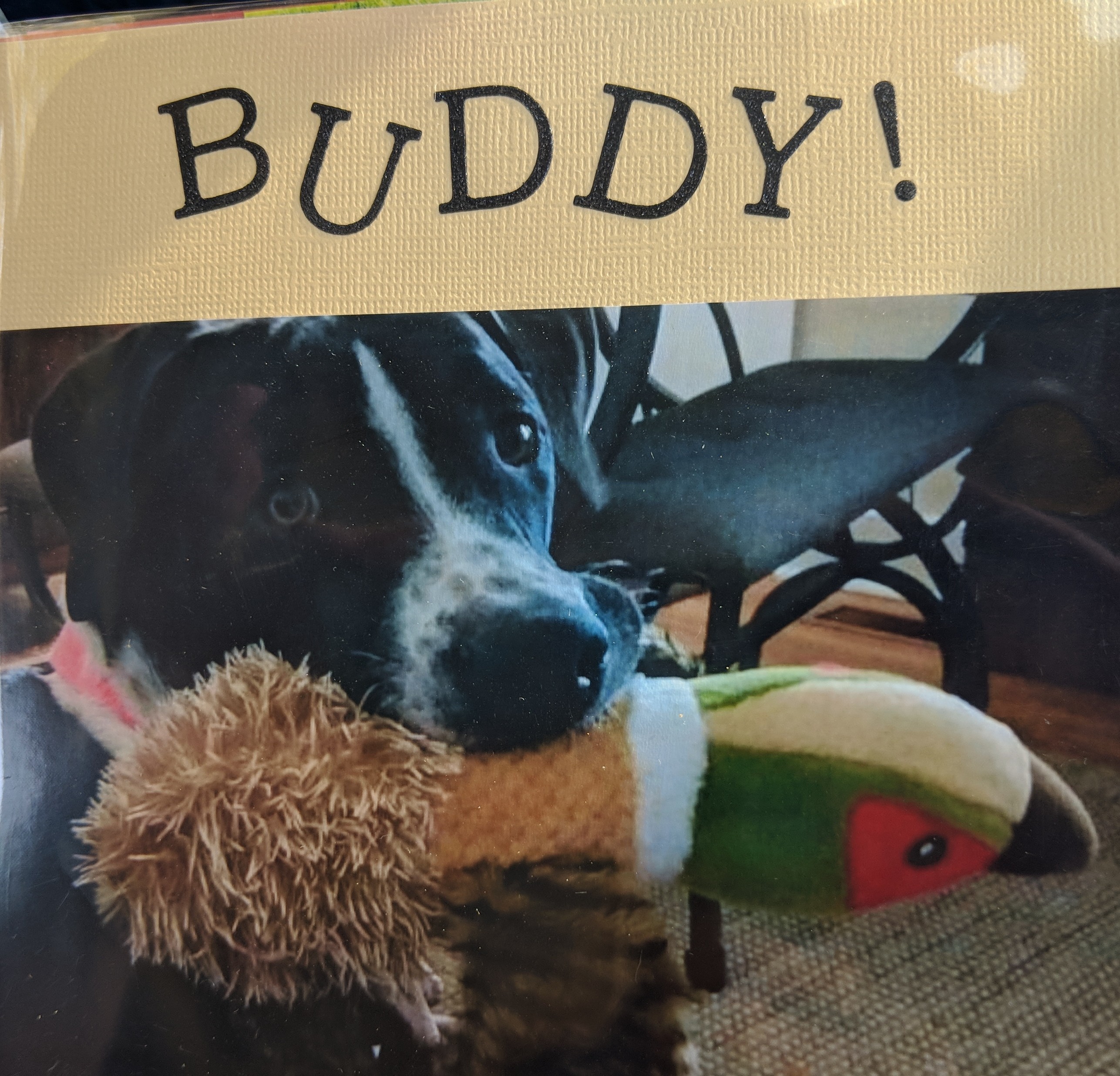 Buddy, an adoptable Border Collie, Labrador Retriever in Puryear, TN, 38251 | Photo Image 1