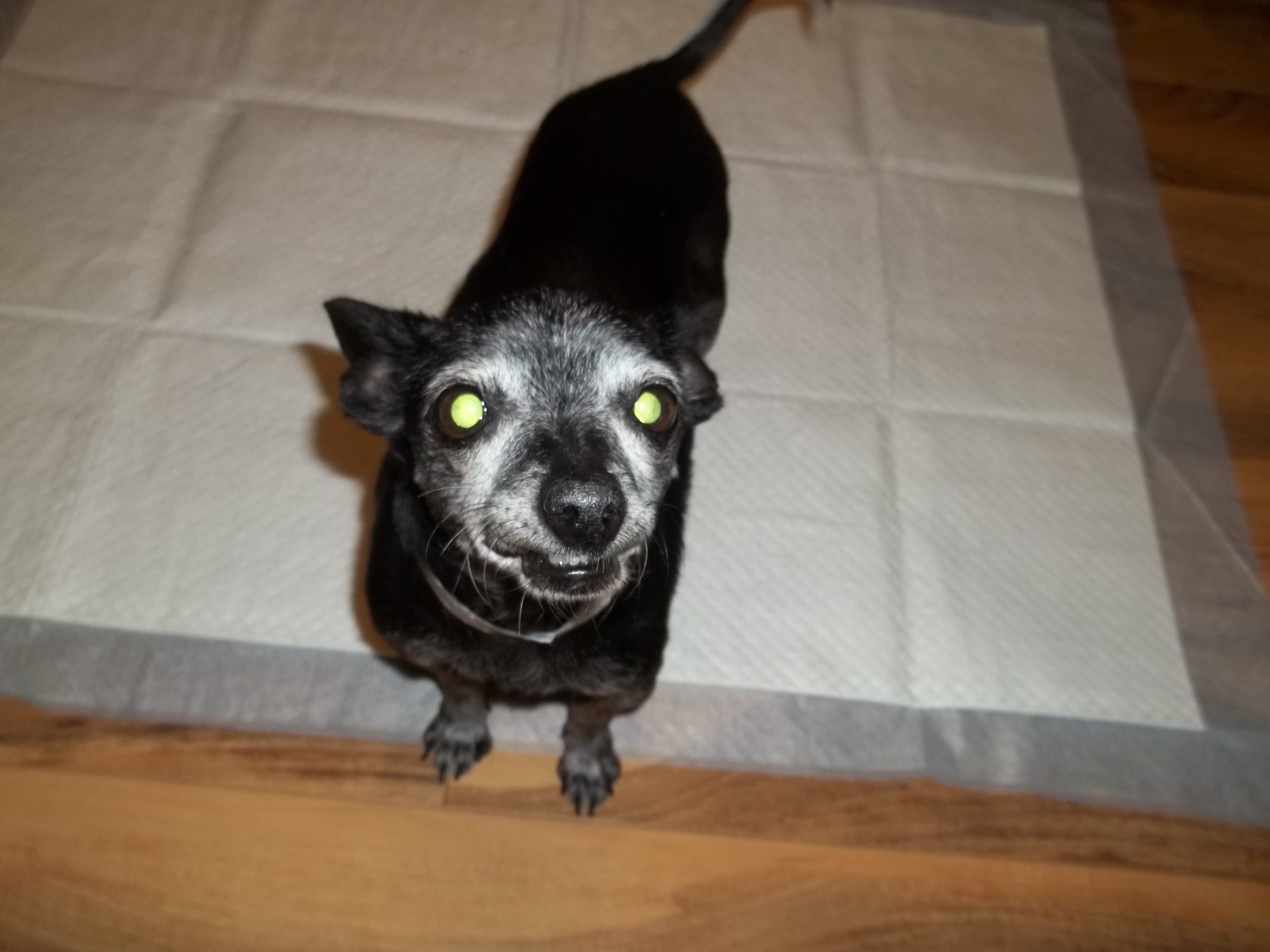 Angel, an adoptable Chihuahua in Studio City, CA, 91604 | Photo Image 1