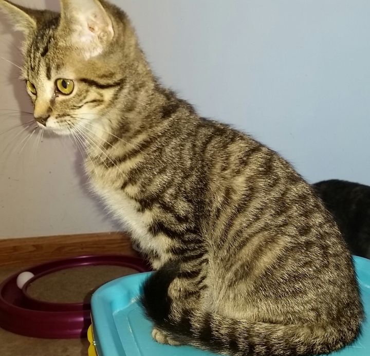 Cat For Adoption Daphne A Maine Coon Tiger Mix In Sardinia Oh Petfinder