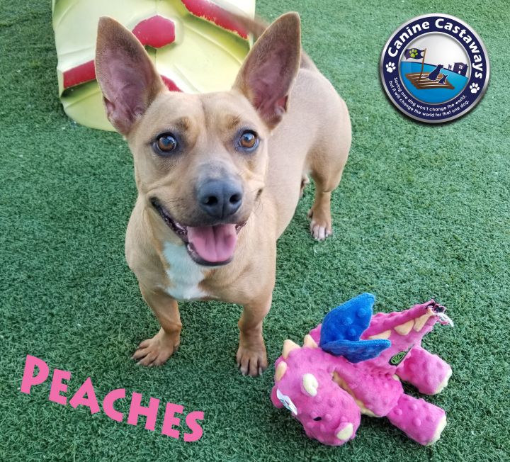 Dog For Adoption Peaches A Pit Bull Terrier Dachshund Mix In