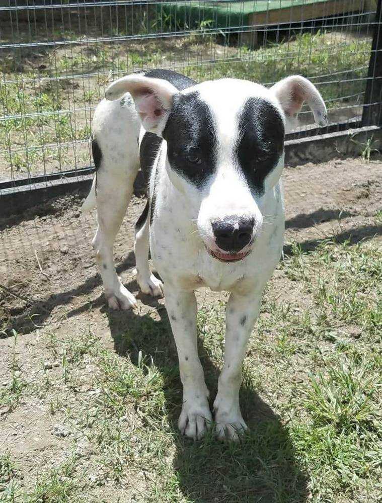 Skippy, an adoptable Border Collie, Australian Cattle Dog / Blue Heeler in Ladson, SC, 29456 | Photo Image 1