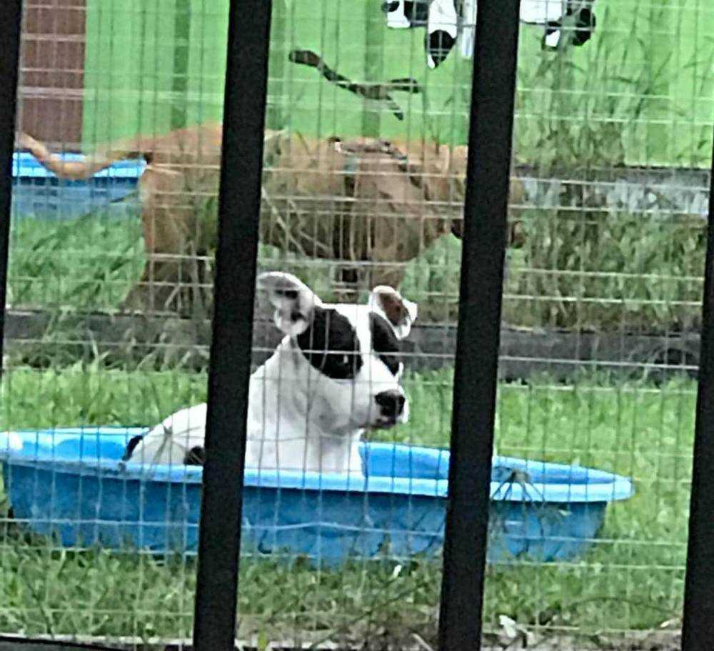 Skippy, an adoptable Border Collie, Australian Cattle Dog / Blue Heeler in Ladson, SC, 29456 | Photo Image 2