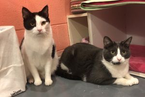 south bend animal control petfinder