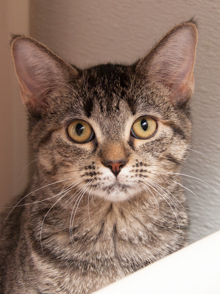 Molly, an adoptable Torbie in Westminster, CO, 80031 | Photo Image 2