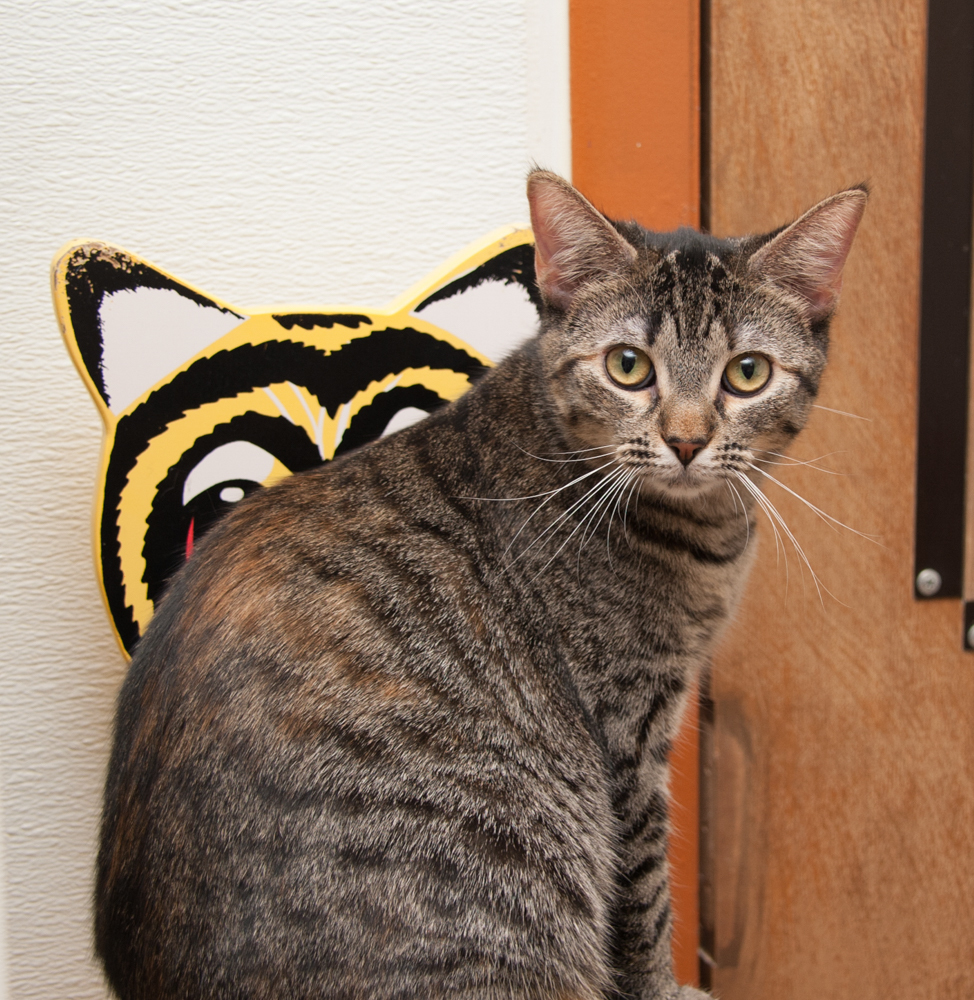 Molly, an adoptable Torbie in Westminster, CO, 80031 | Photo Image 3