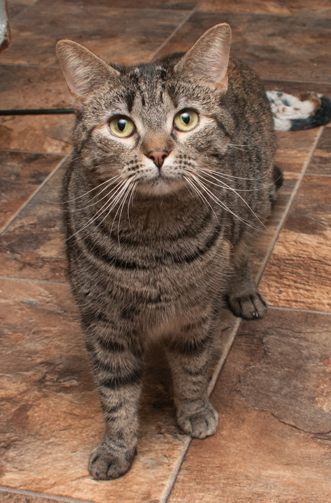 Molly, an adoptable Torbie in Westminster, CO, 80031 | Photo Image 4