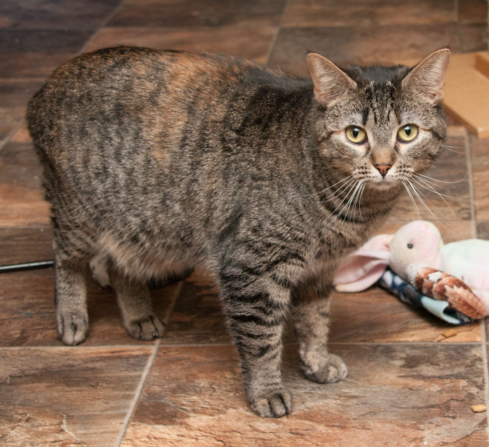 Molly, an adoptable Torbie in Westminster, CO, 80031 | Photo Image 5