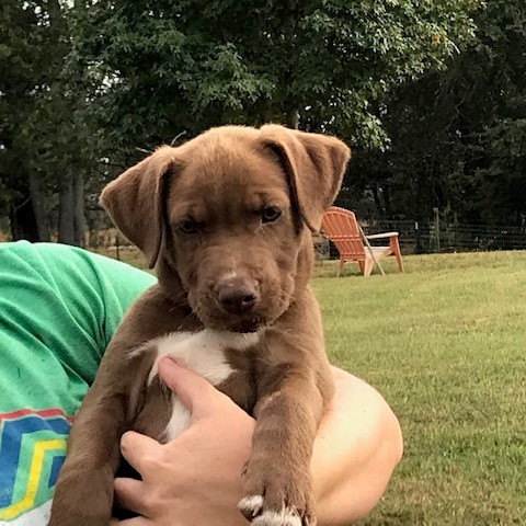 Charlie Brown, an adopted Labrador Retriever & Hound Mix in Greensboro, GA_image-1