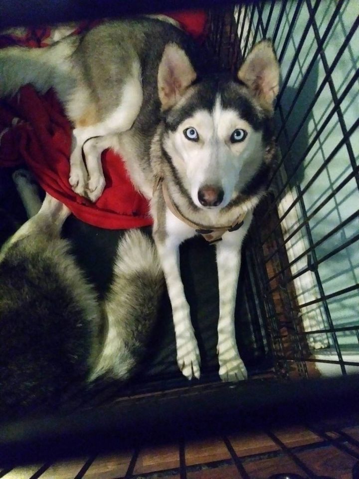 Lyla 3