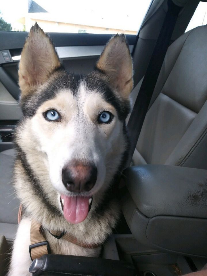 Lyla 4