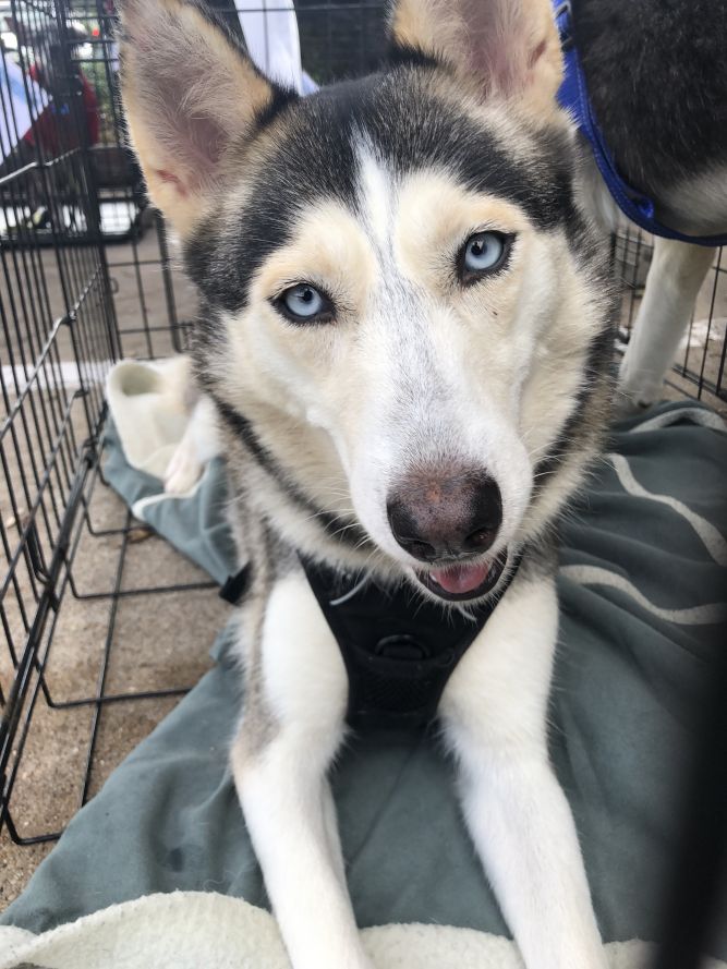 Lyla