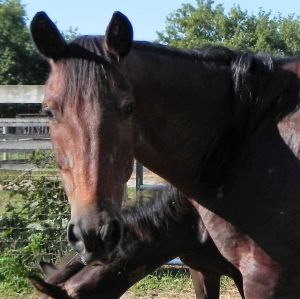 Candy, Adult Female unknown