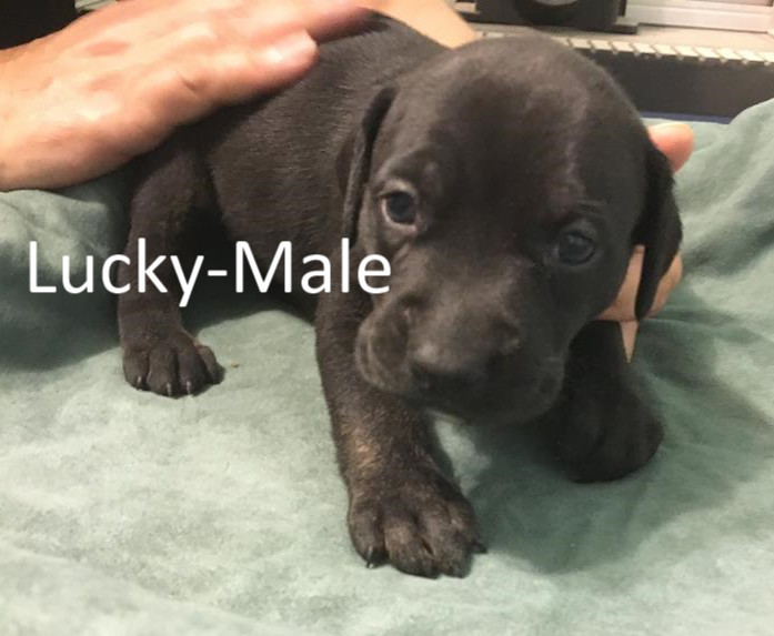 Lucky-ADOPTED 6