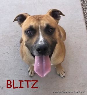 Blitz