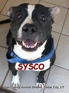 Sysco detail page