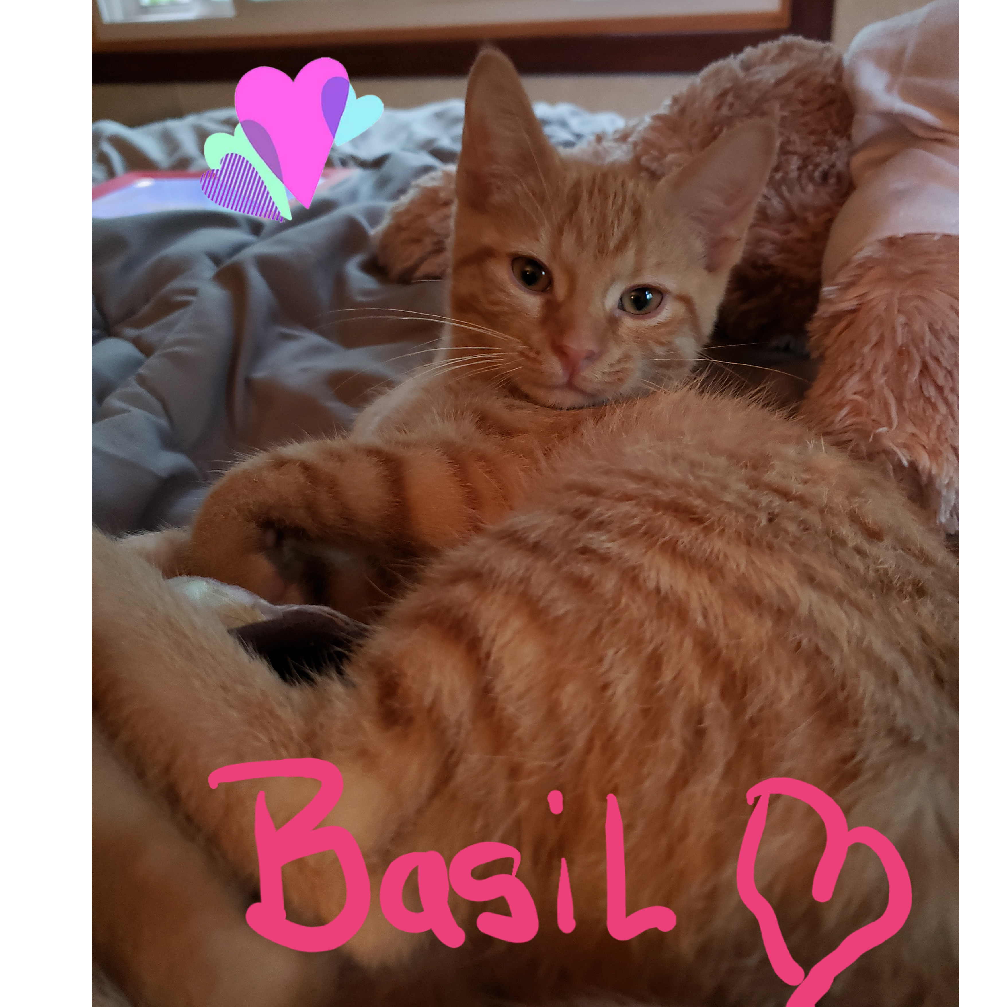 Basil detail page