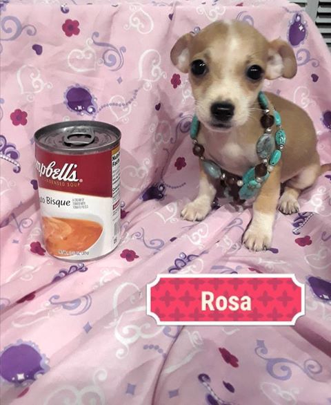 Rosa 1