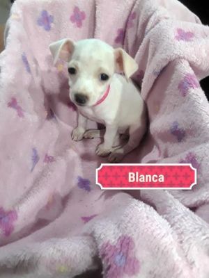 Blanca