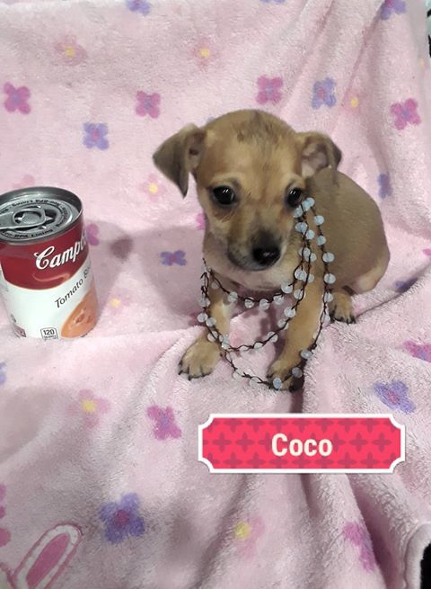 Coco 2