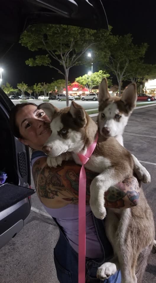 BRANDY, an adoptable Siberian Husky in Valencia, CA, 91355 | Photo Image 2