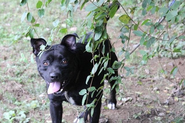 Diesel, an adoptable Black Labrador Retriever, Pit Bull Terrier in Frankfort, KY, 40601 | Photo Image 3