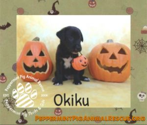 Okiku ADOPTION PENDING