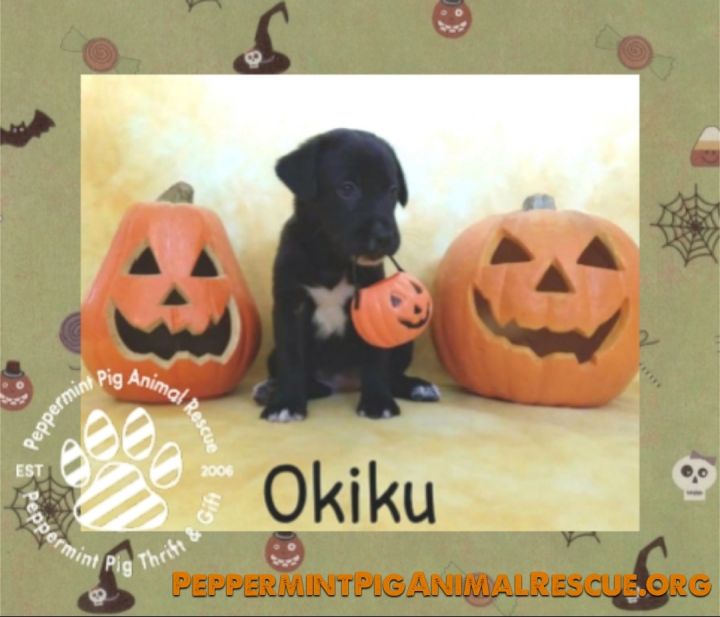 Okiku ADOPTION PENDING 1