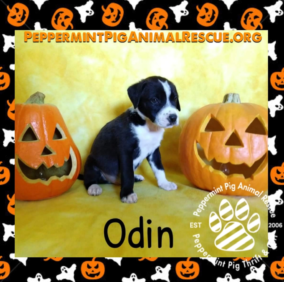 Odin Adoption Pending detail page