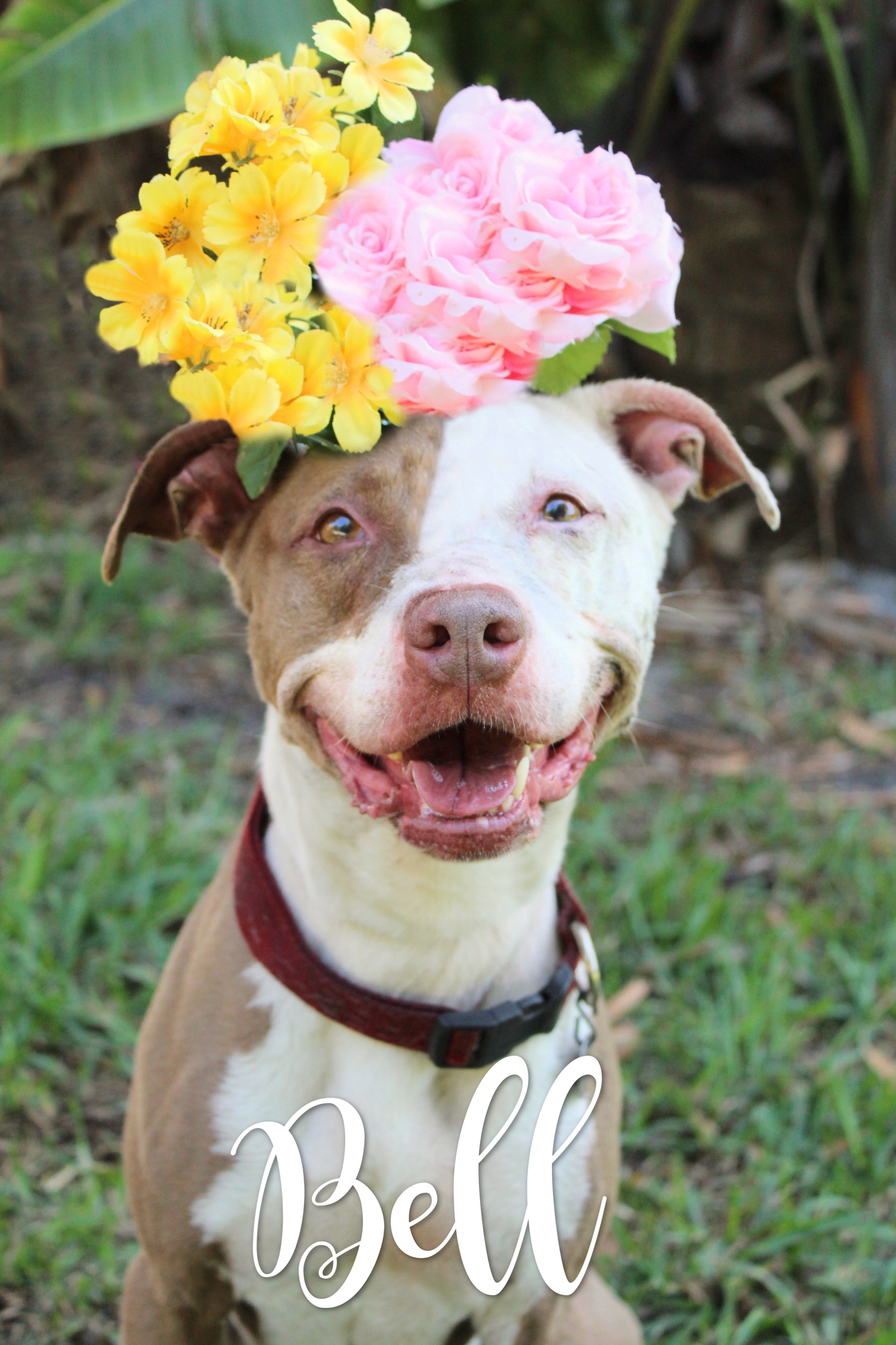 Bell, an adoptable Mixed Breed in Bradenton, FL, 34209 | Photo Image 3