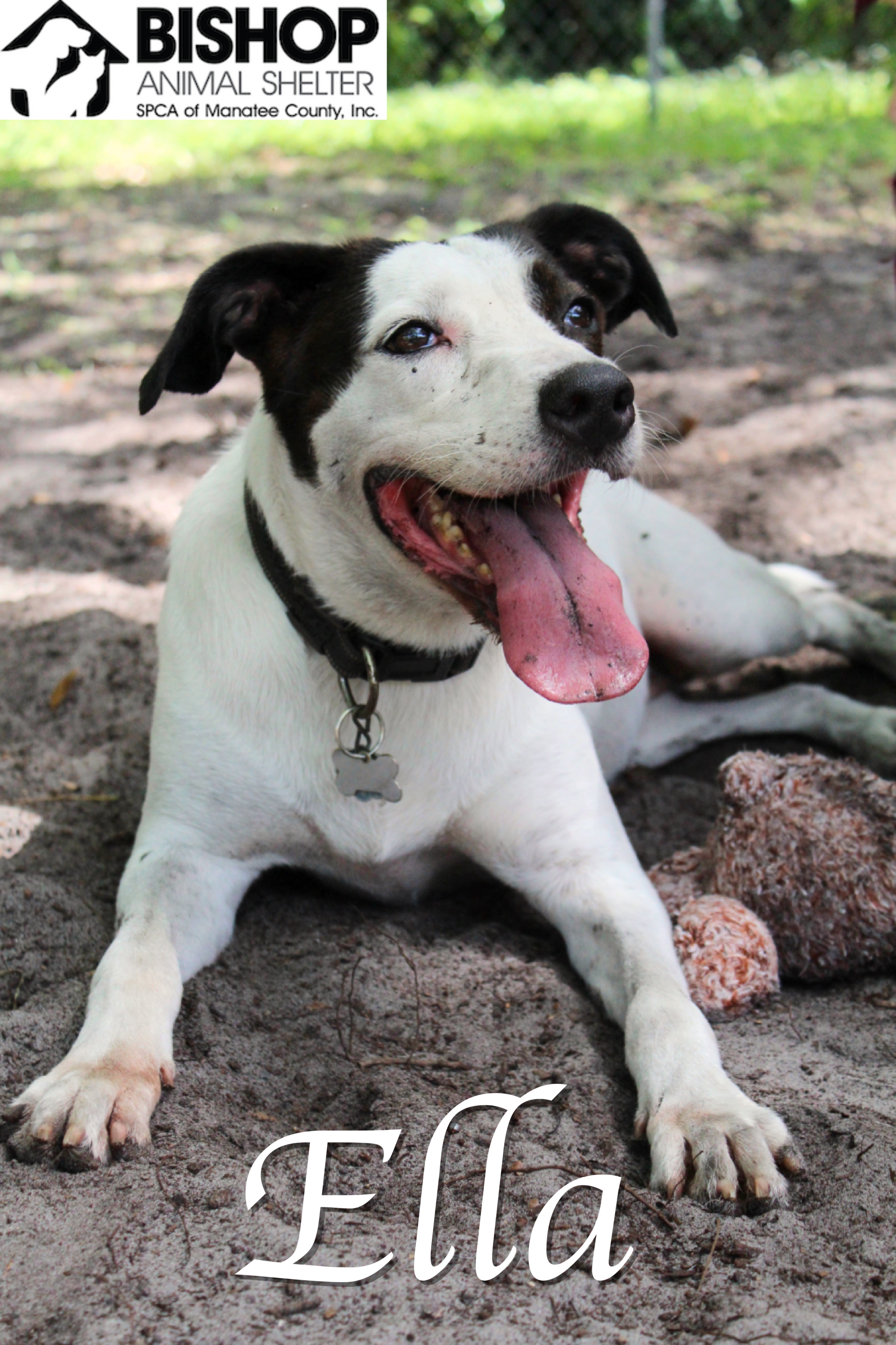 Ella, an adoptable Mixed Breed in Bradenton, FL, 34209 | Photo Image 1