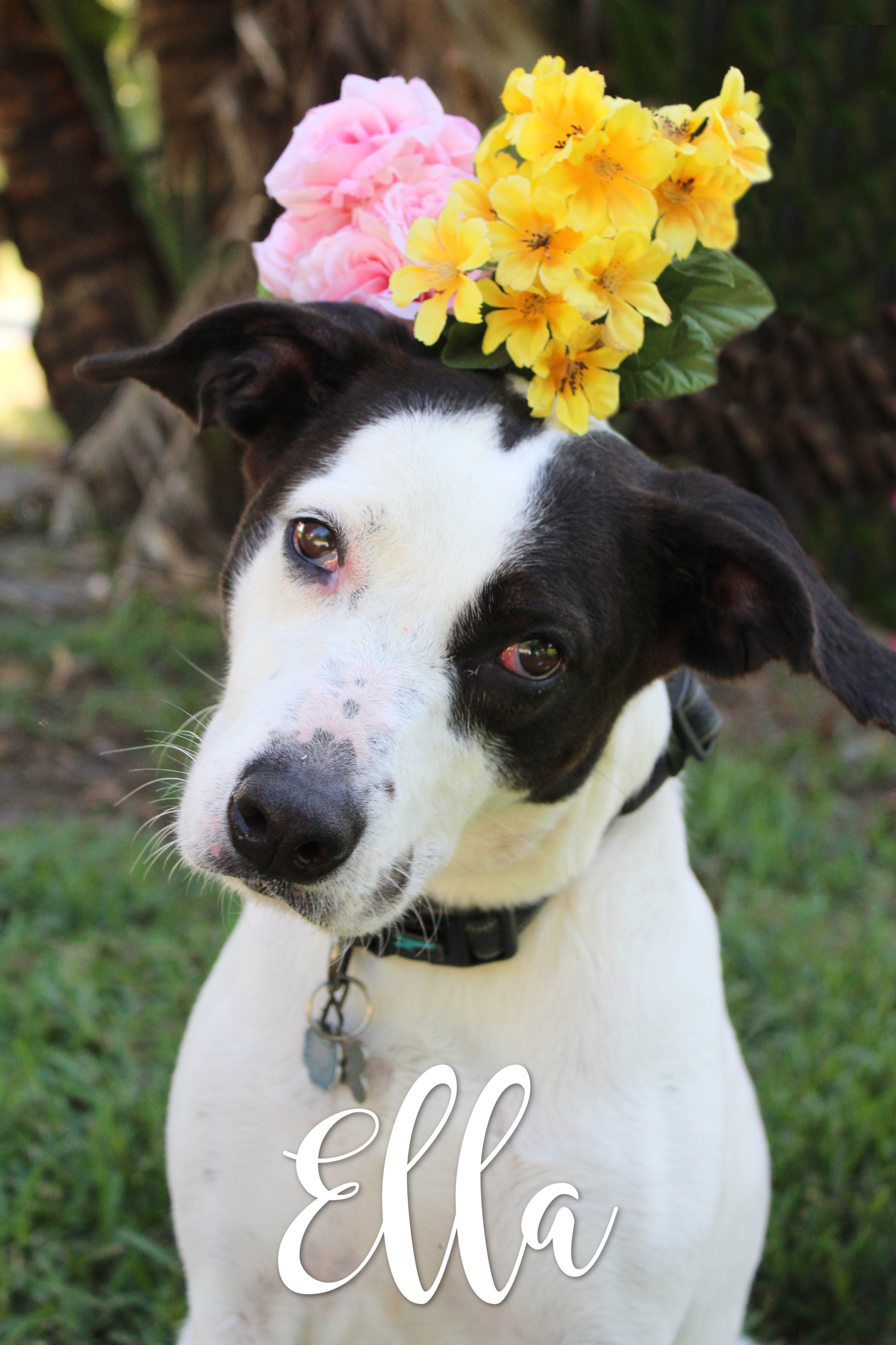 Ella, an adoptable Mixed Breed in Bradenton, FL, 34209 | Photo Image 2