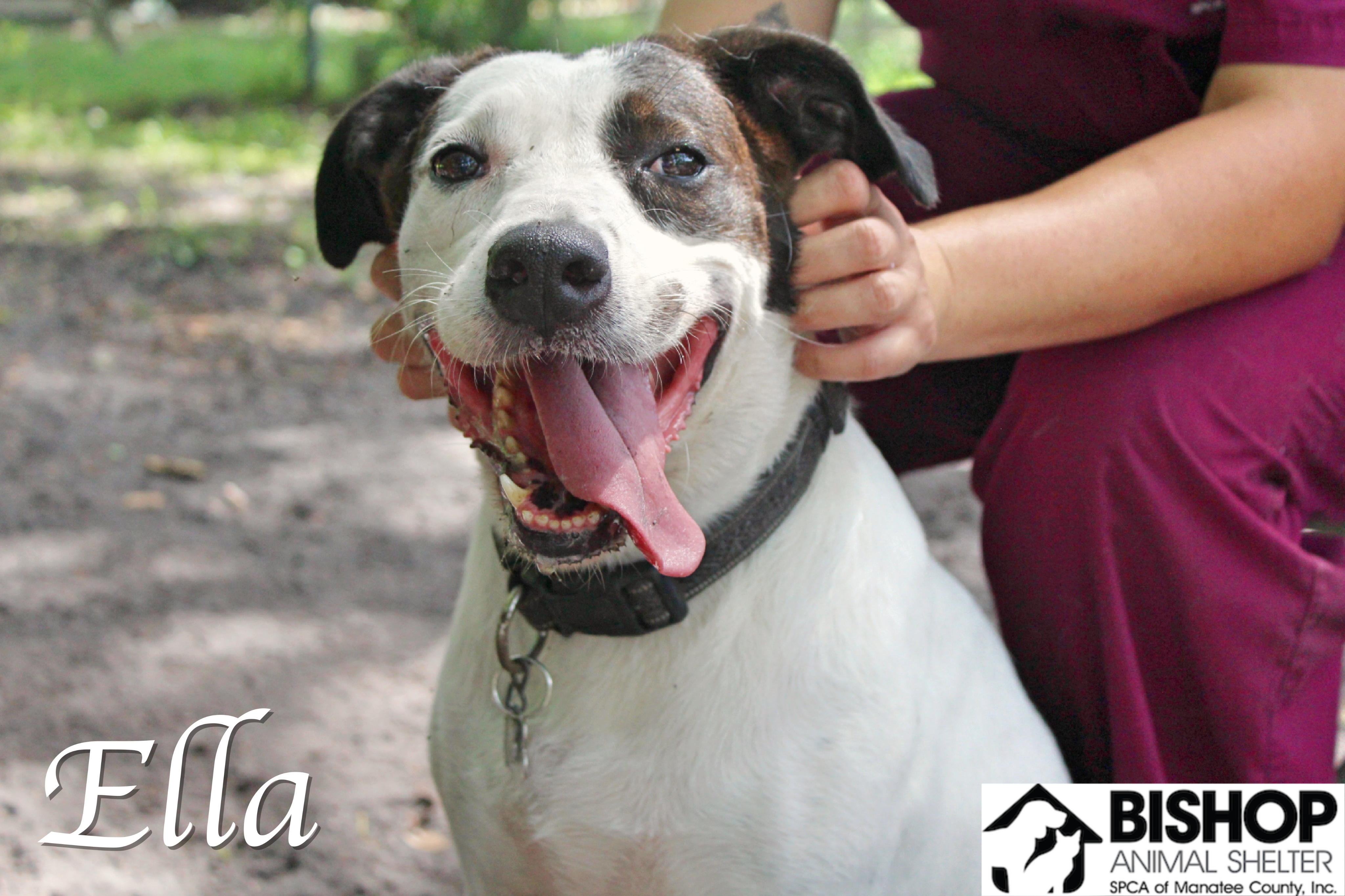 Ella, an adoptable Mixed Breed in Bradenton, FL, 34209 | Photo Image 3