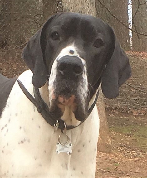 Dog For Adoption Monty A Great Dane In Lutherville Md Petfinder