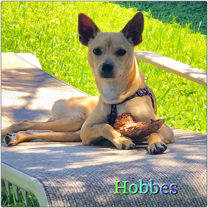 Hobbs 1