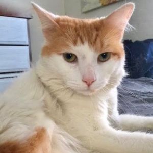. Lord Marmalade .