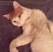 . Lord Marmalade .