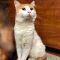 . Lord Marmalade .