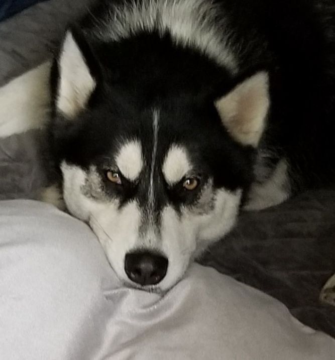 Zaya—Gorgeous Husky/Malamute!