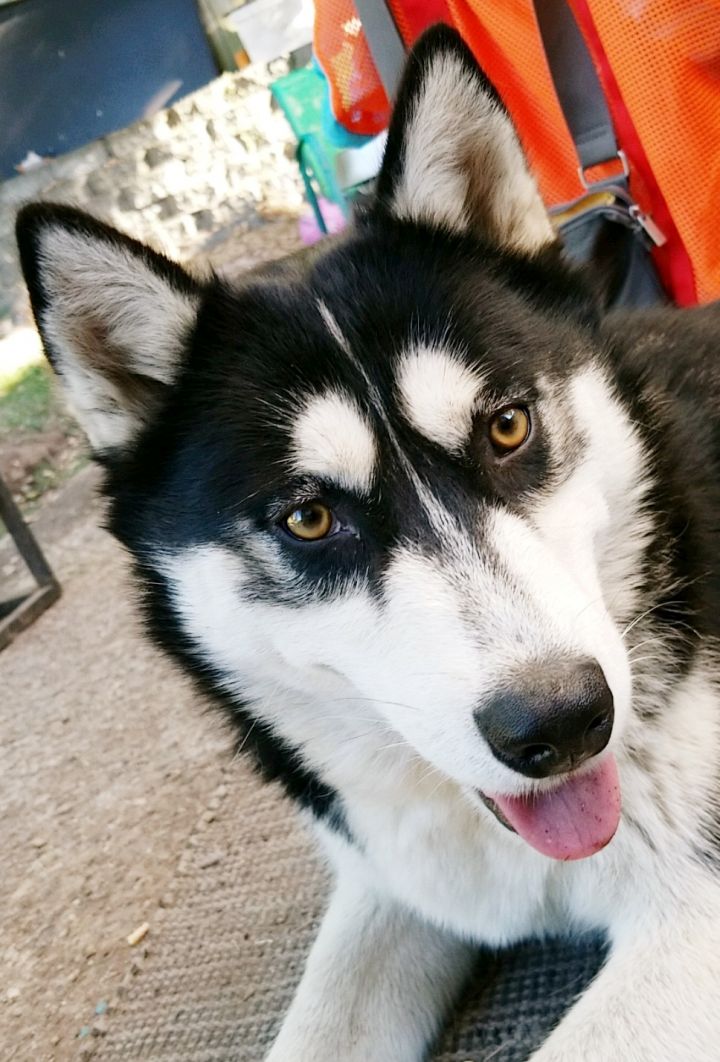 Dog For Adoption Zaya Gorgeous Husky Malamute A Siberian Husky