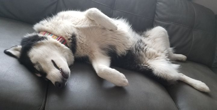 Zaya—Gorgeous Husky/Malamute! 4