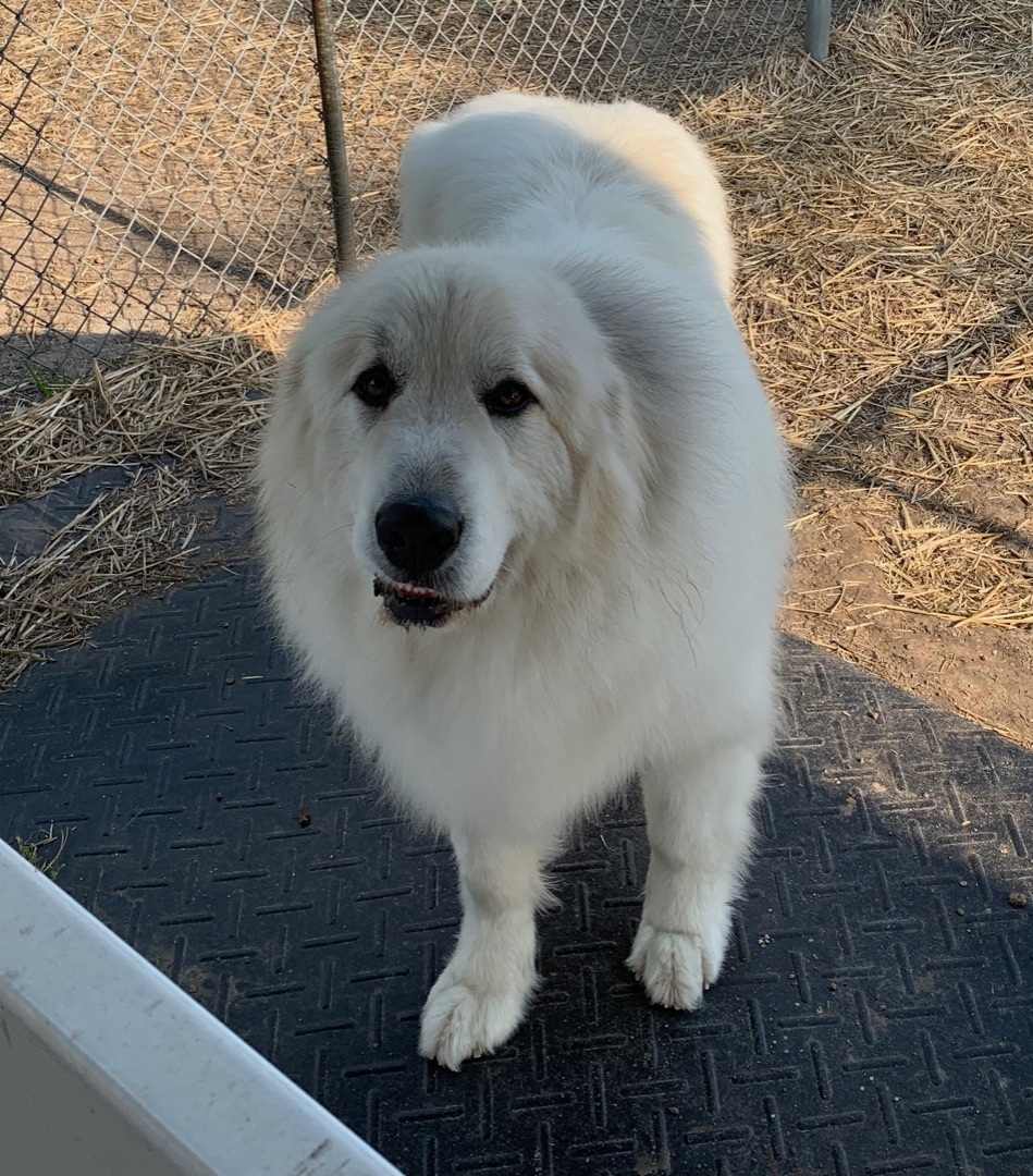 Nimbus, an adoptable Great Pyrenees in Bloomington, IL, 61704 | Photo Image 2