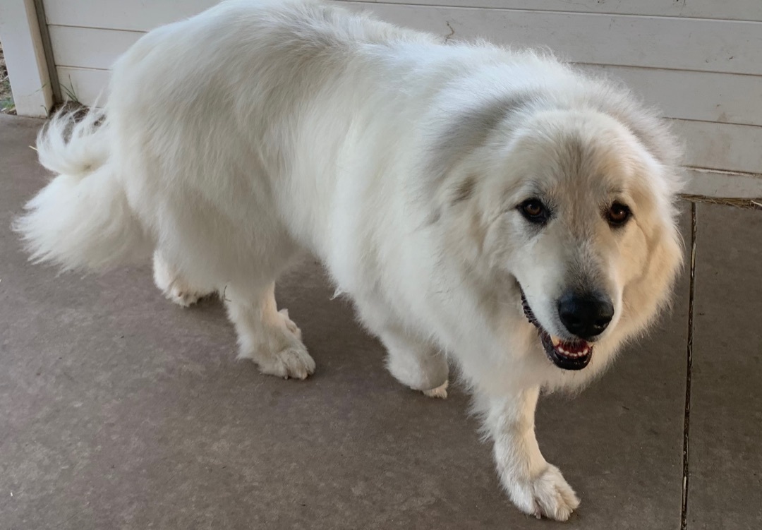 Nimbus, an adoptable Great Pyrenees in Bloomington, IL, 61704 | Photo Image 3