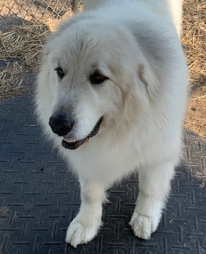 Nimbus, an adoptable Great Pyrenees in Bloomington, IL, 61704 | Photo Image 1