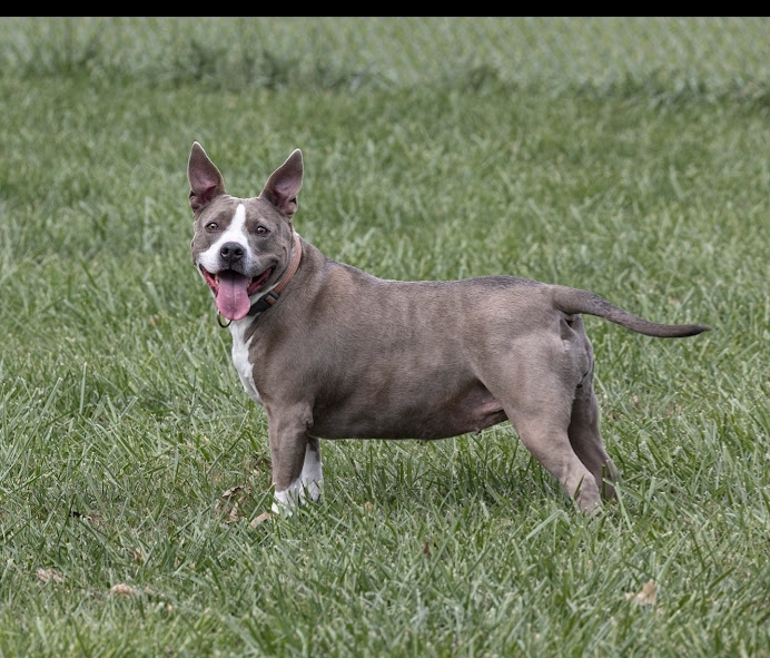 Bull Terrier Puppies For Sale In Omaha Ne