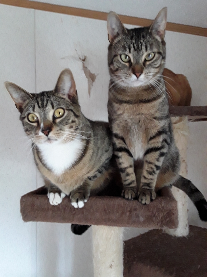 Arlo, an adoptable American Shorthair in Jefferson, OH, 44047 | Photo Image 3