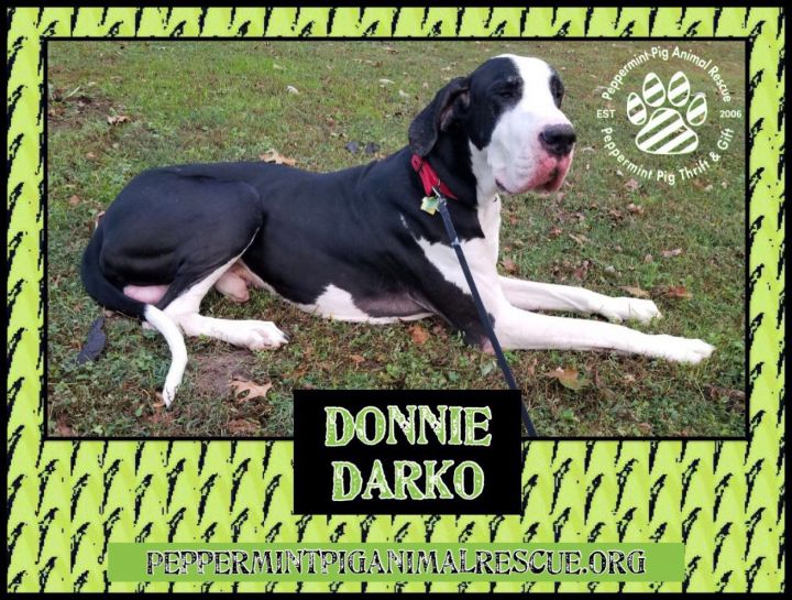 Donnie Darko ADOPTION PENDING 4