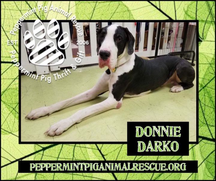Donnie Darko ADOPTION PENDING 6