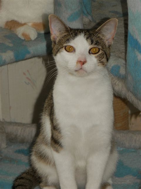 Milo, an adoptable Tiger in Jefferson, OH, 44047 | Photo Image 1