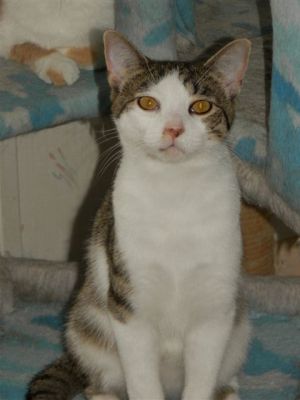Milo, Adult Male unknown